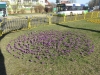krokusy-rondo-w-zdrojach-img_130508