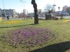krokusy-rondo-w-zdrojach-img_130609