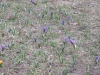 krokusy-rondo-w-zdrojach-krokusy-rondo-w-zdrojachimg_004511_03_2015-11_03_2015
