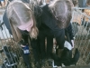 img20250402104524-copy